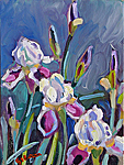 Purple Iris